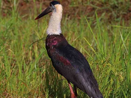 Ciconia episcopus