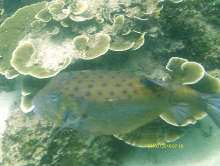 Unterwasser Fotos Sri Lanka - Würfel-Kofferfisch - Ostracion cubicus