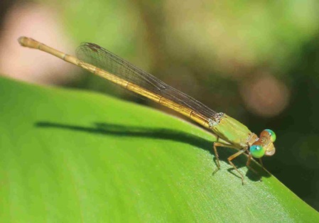 Yellow waxtail - Ceriagrion coromandelianum Libelle in unseren Garten