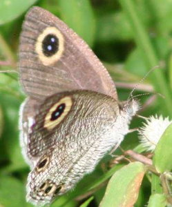 Schmetterling in Sri Lanka