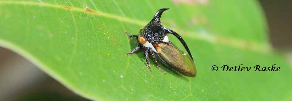 gehörnte mehrfarbige Zikade - Cicada